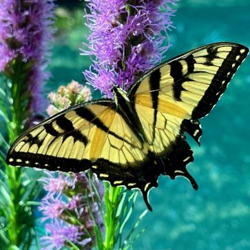 An elegant yellow and black striped butterfly drinks nectar from tall purple flowers with its wings open.