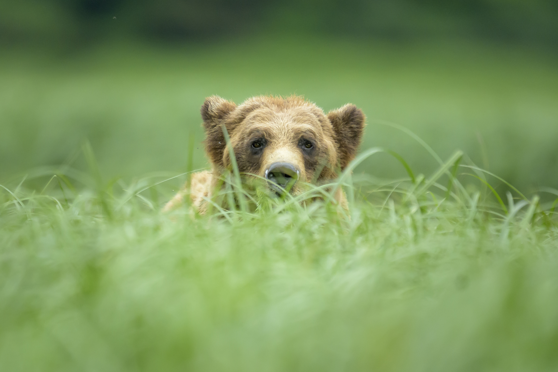 A brown bear (Ursus arctos) peers over a stand of tall Lyngbye’s sedge (Carex lyngbyei) in the tidal estuary of the Khutzeymateen Grizzly Bear Sanctuary, located within the larger Great Bear Rainforest along the remote northern coast of British Columbia, Canada. Established in 1994, Khutzeymateen is Canada’s first and only grizzly bear sanctuary, protecting roughly 45,000 hectares of critical habitat where bears rely on the estuary’s rich vegetation and intertidal resources for seasonal feeding. This sanctuary is part of the broader Great Bear Rainforest, a globally significant temperate rainforest renowned for its biodiversity and intact predator-prey ecosystems. Conservation initiatives within the Khutzeymateen aim to safeguard habitat from logging, tourism impacts, and climate-related pressures, ensuring the region’s grizzly population continues to thrive in a rare wilderness landscape where old-growth forest meets nutrient-rich estuaries.