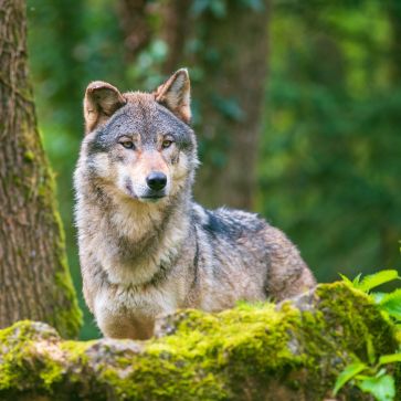 Grey wolf standing behind a moss-covered rock in a forest.