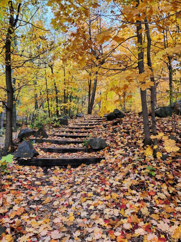 stairs in a forest during fall