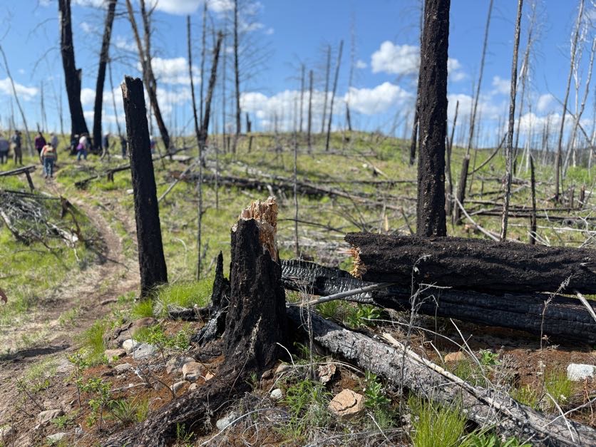 a tree trunk broken in half from fire