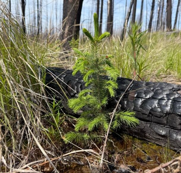 a tree growing next to a charred tree trunk