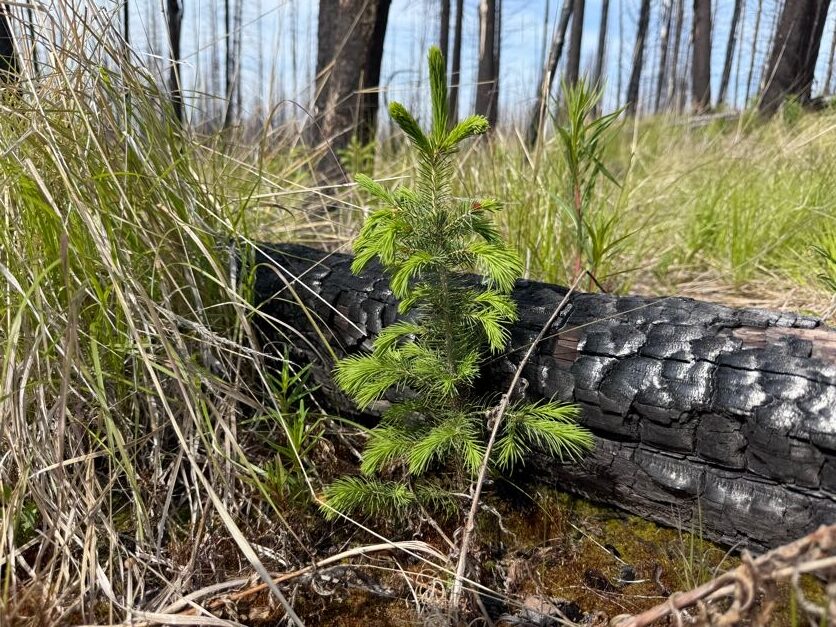 a tree growing next to a charred tree trunk