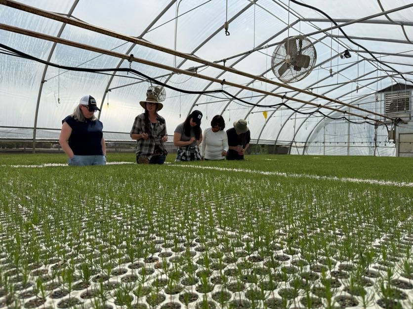 people looking at nursery plants
