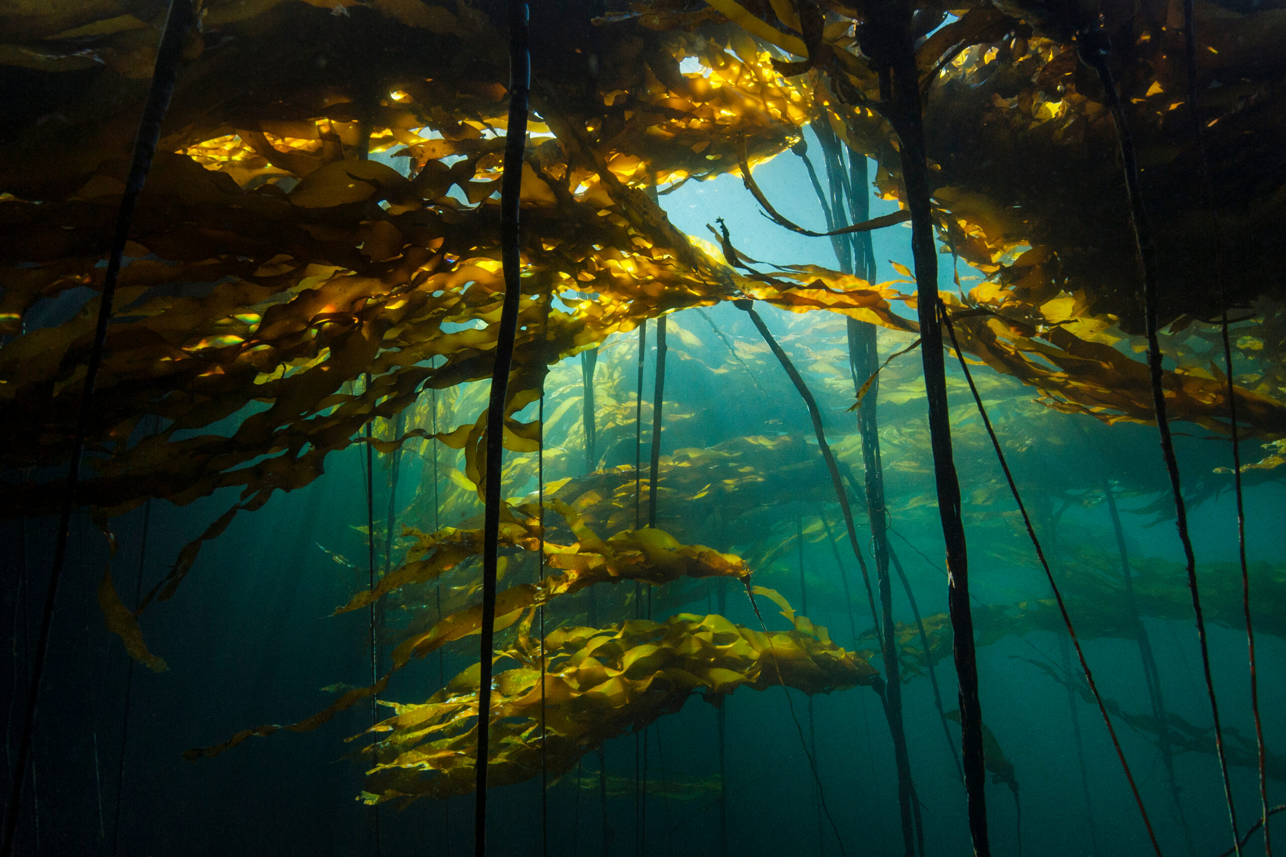 Scenic view of a bull kelp forest (Nereocystis luetkeana) with sunlight shining through the fronds. Browning Pass, Port Hardy, Vancouver Island, British Columbia. Canada. North East Pacific Ocean.