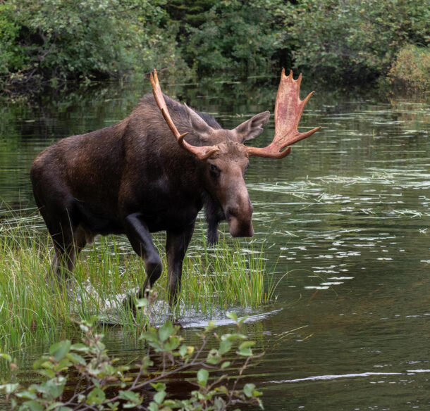 A bull moose (Alces alces americana) crosses a river in Algonquin Park, Canada