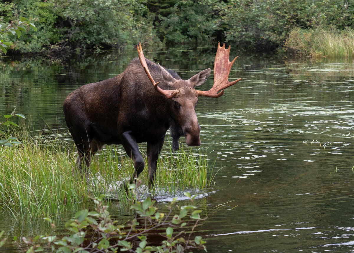 A bull moose (Alces alces americana) crosses a river in Algonquin Park, Canada