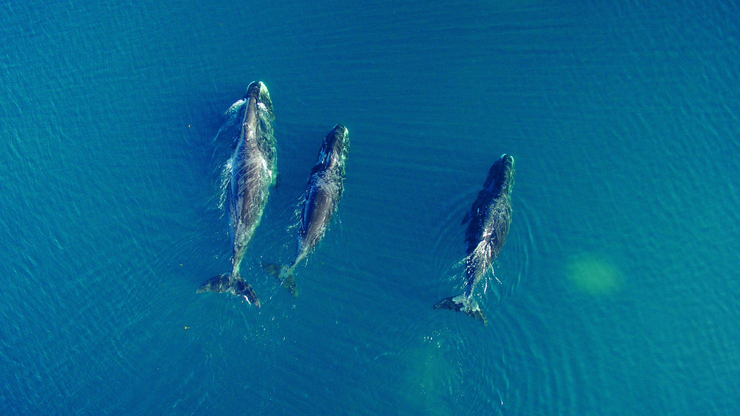 Aerial photo of three bowhead whales in the ocean
