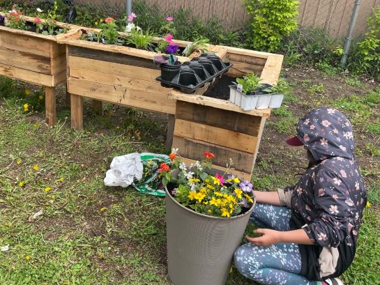 A student kneels on the grass beside a planted flower pot beside five raised wooden garden beds, two of which have been planted with flowers.