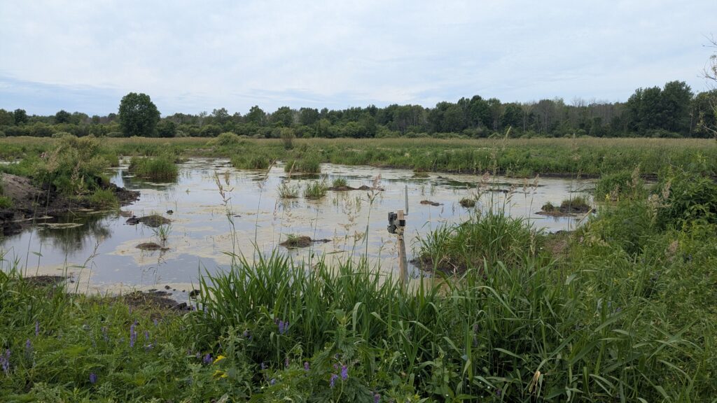 a pond with grass growing around it
