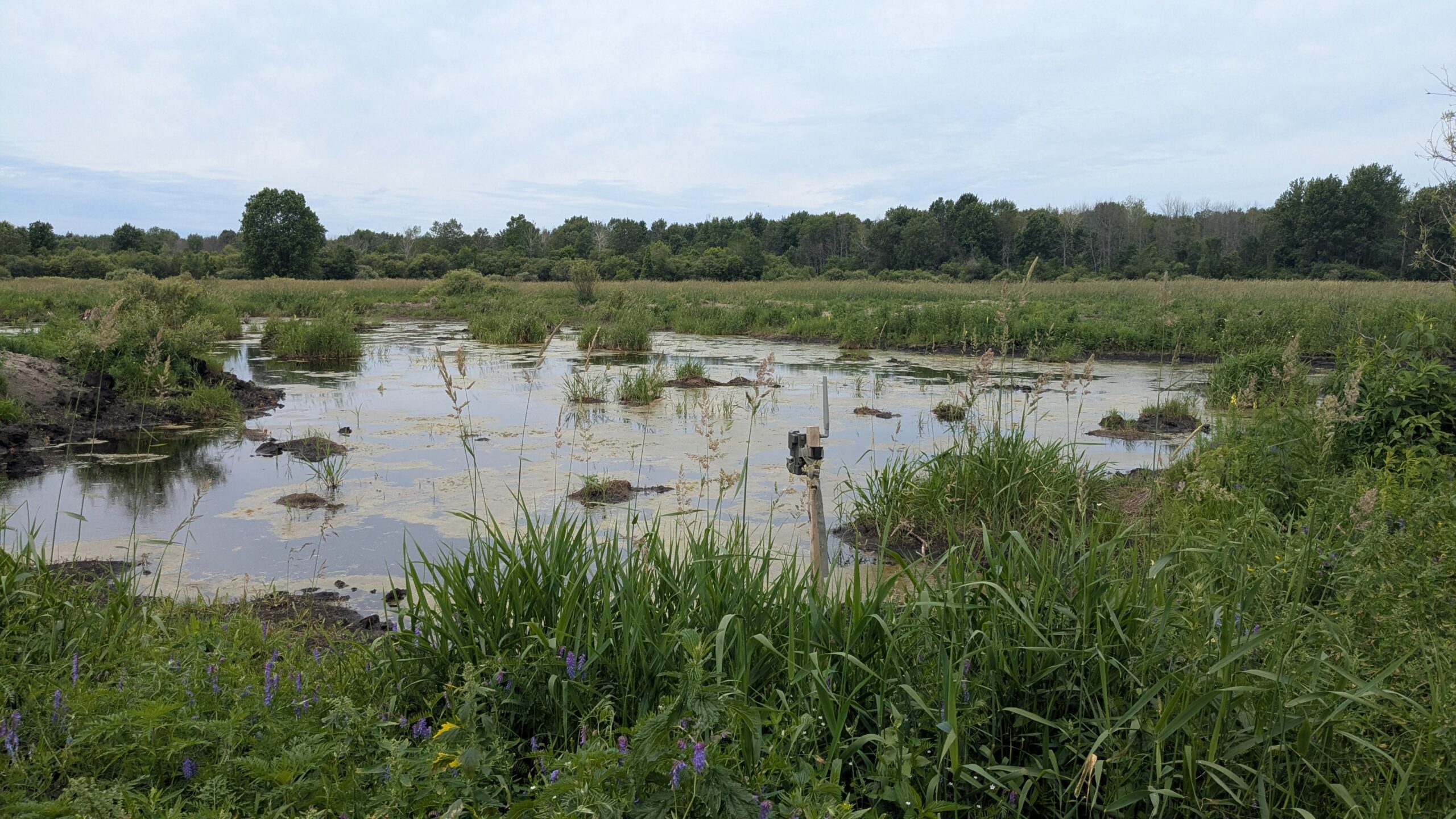a pond with grass growing around it