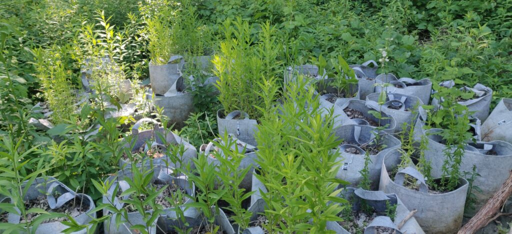 Group of plants in fabric pots