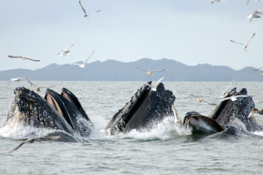 Humpback whales feeding in the coastal waters near Prince Rupert, British Columbia, Canada.