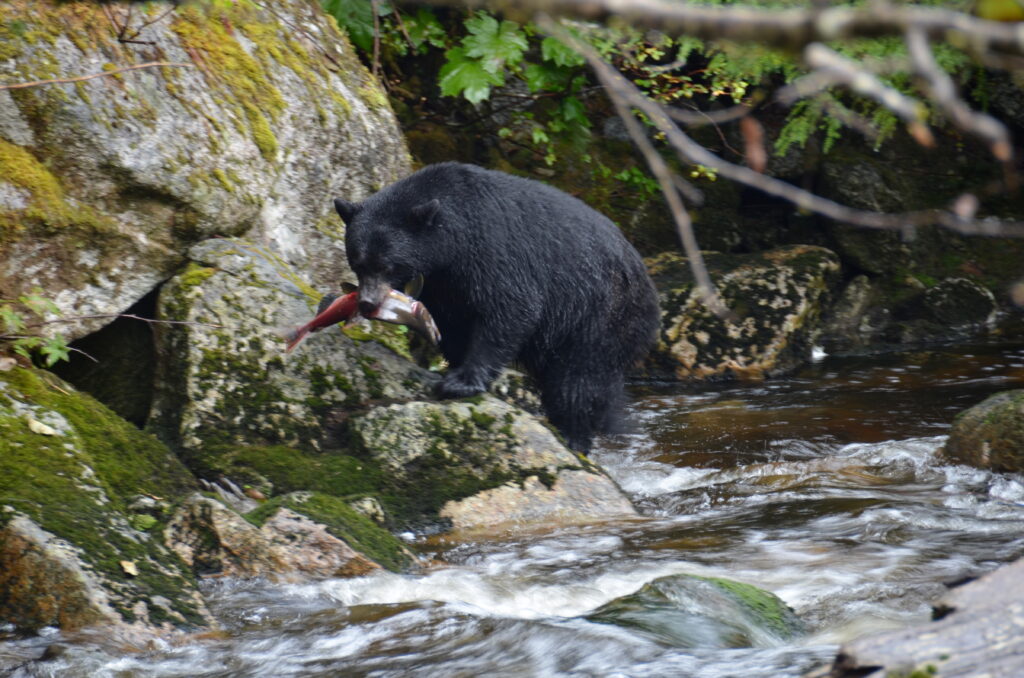 An American black bear with salmon in its mouth in the Great Bear Rainforest, British Columbia, Canada