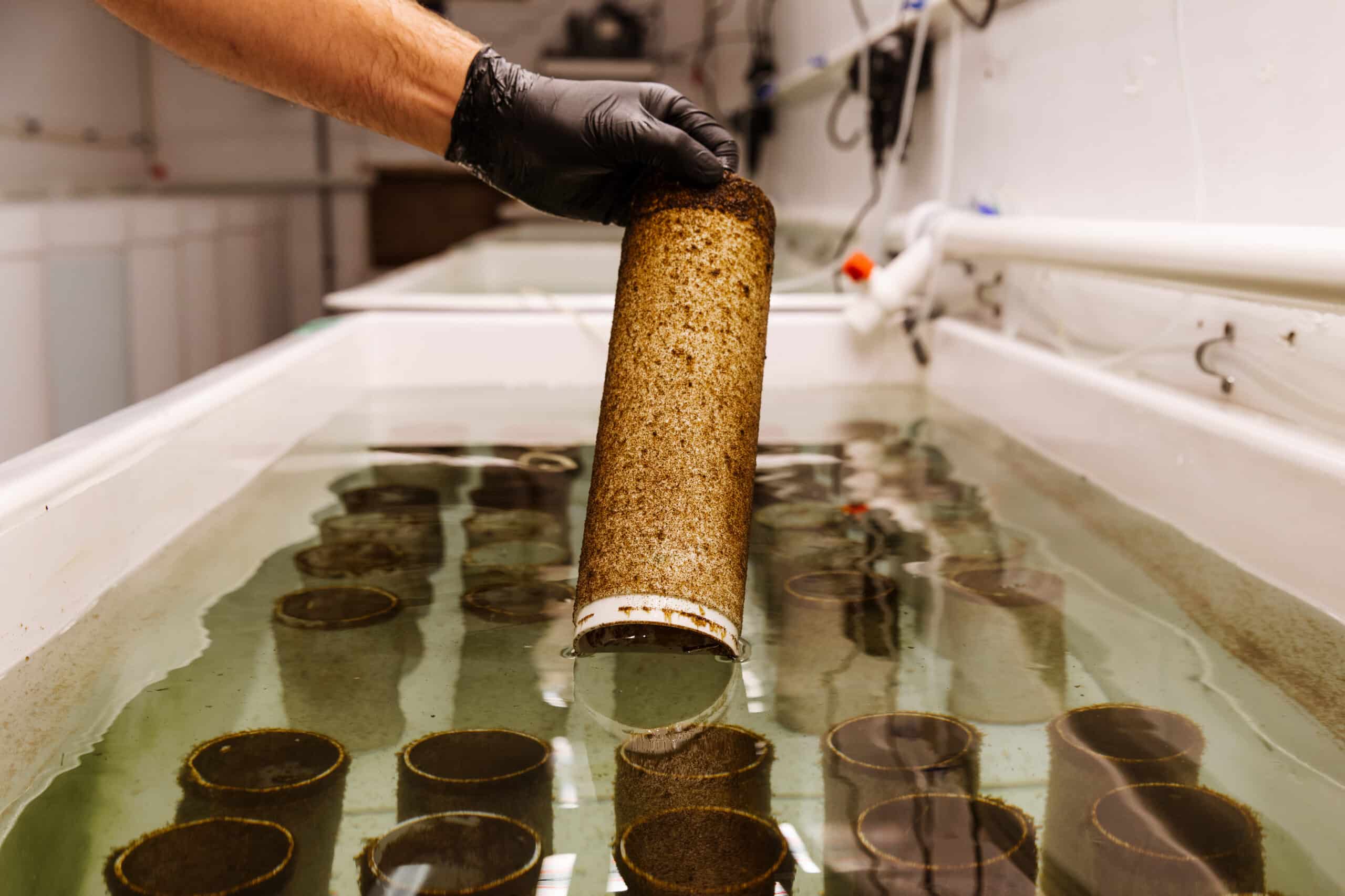 Hand holding up a tube with baby kelp on it