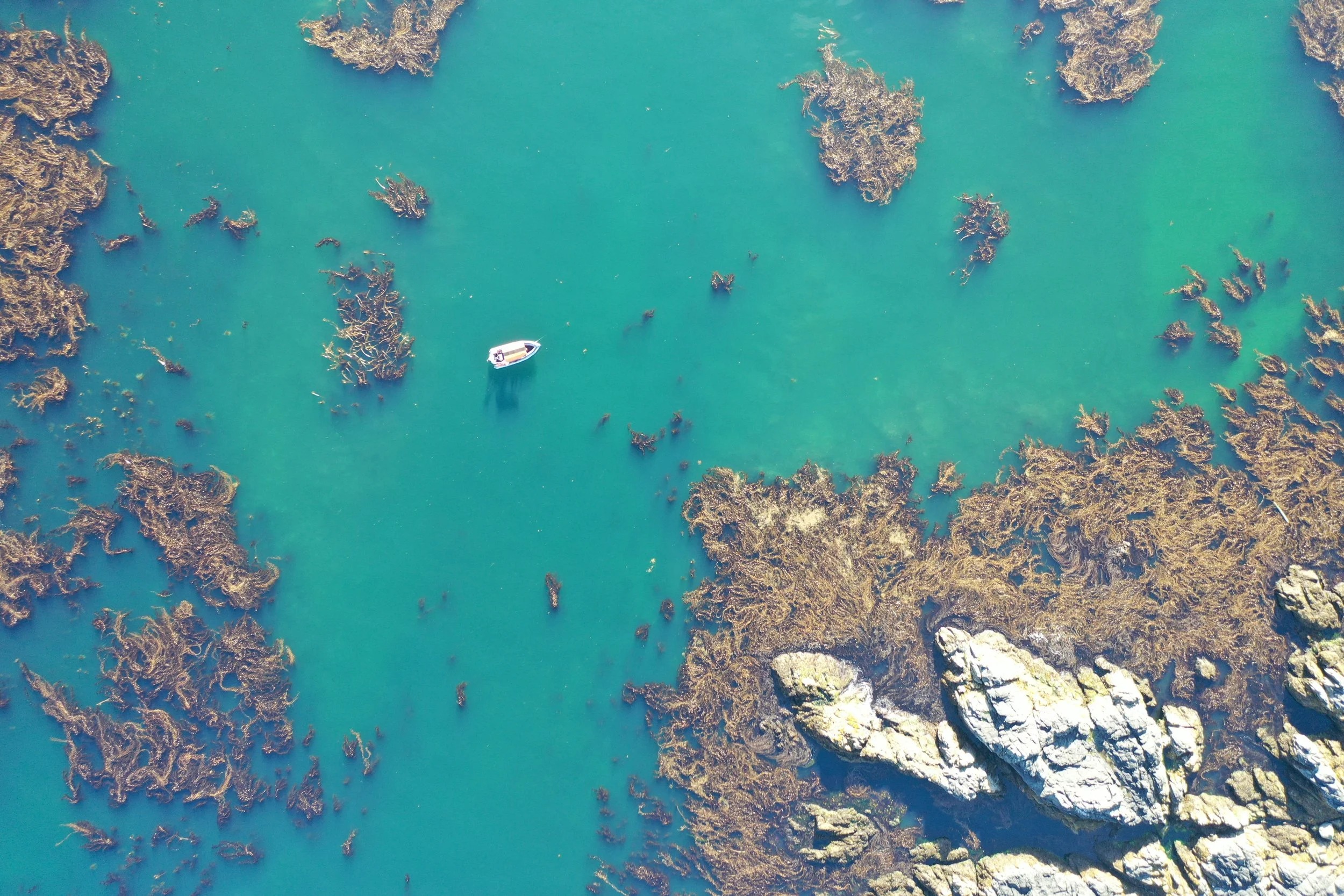 Aerial photo of kelp forest
