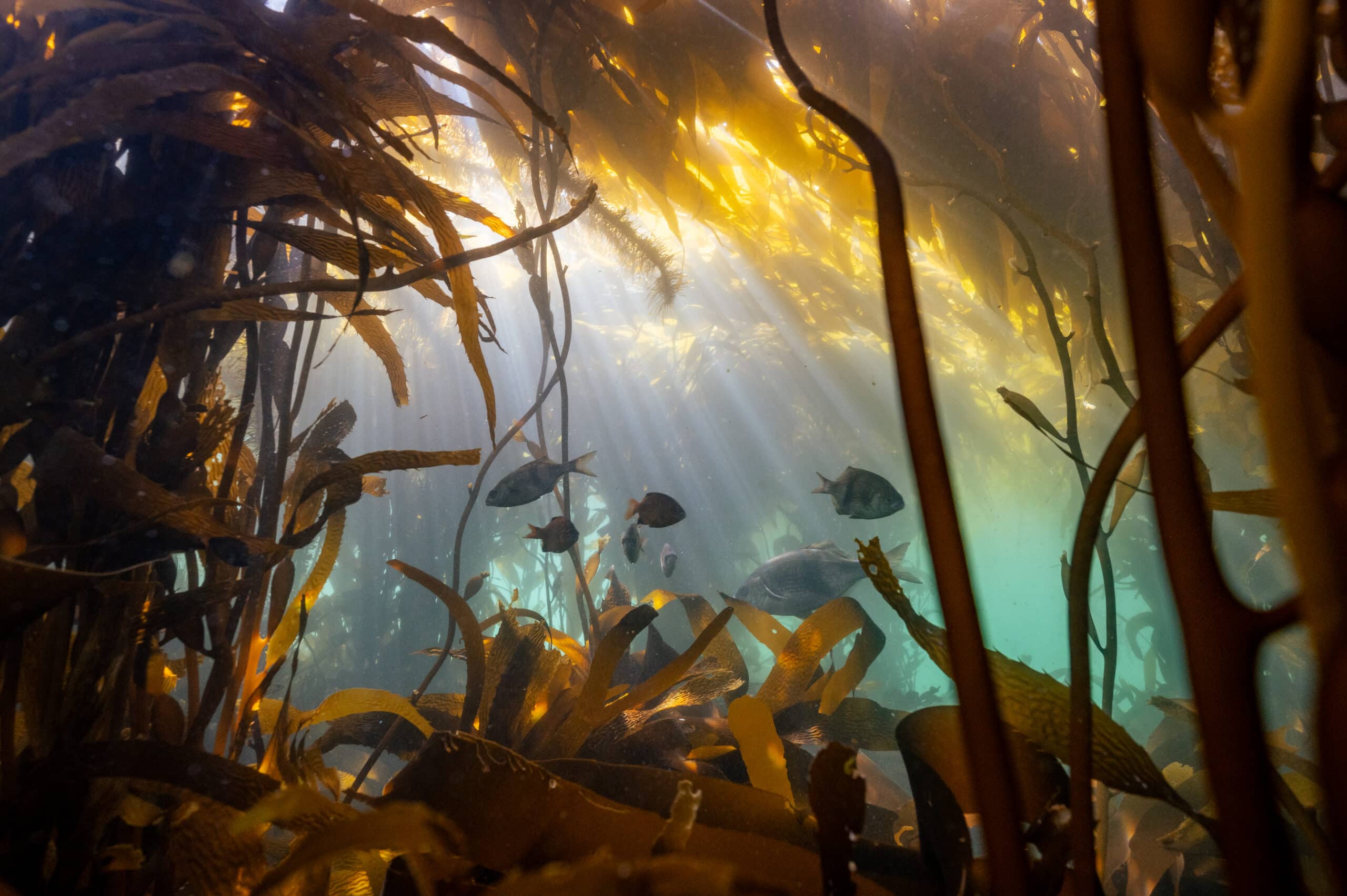 Underwater kelp forest with fish swimming