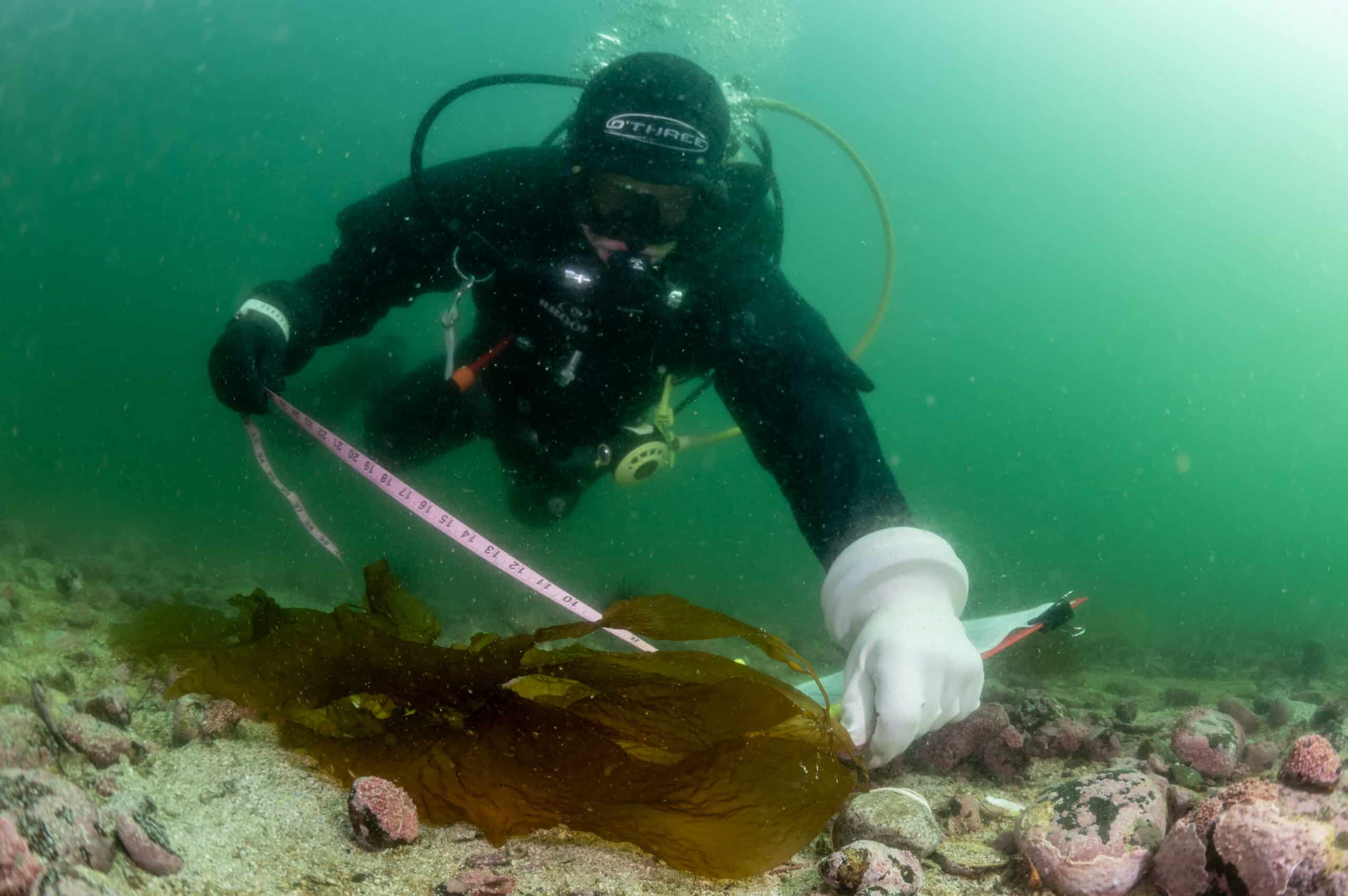 Suba diver underwater measuring kelp