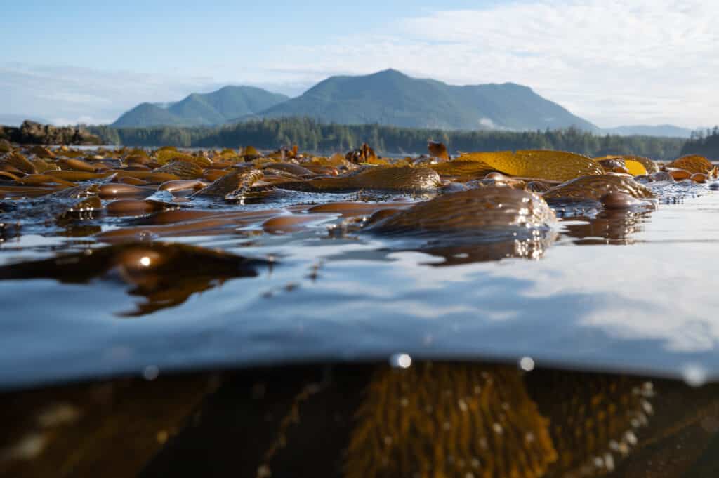 With a little kelp from our friends: How Redd Fish is innovating marine restoration in BC’s Clayoquot Sound