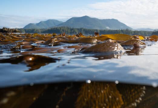 Under and over water view of a kelp forest