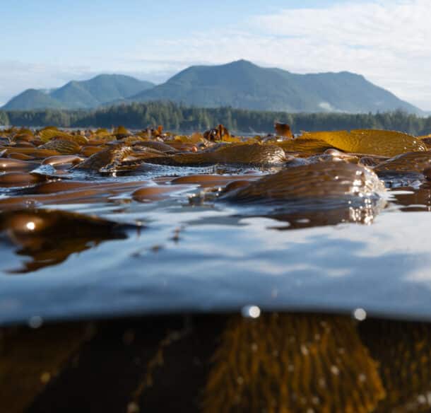 Under and over water view of a kelp forest