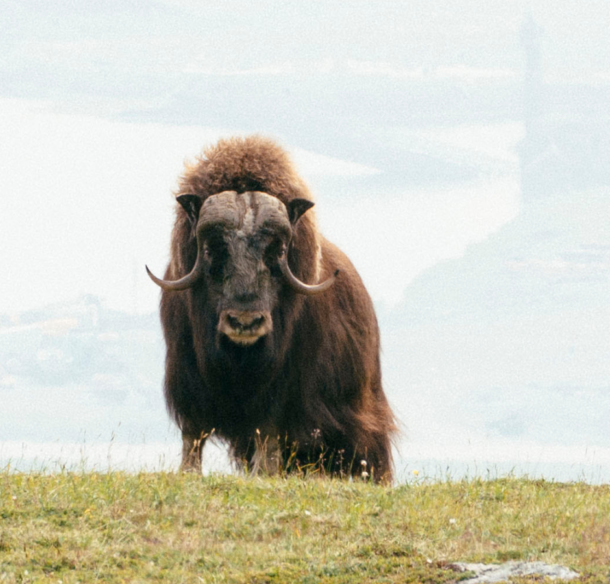 A muskox looking into the camera