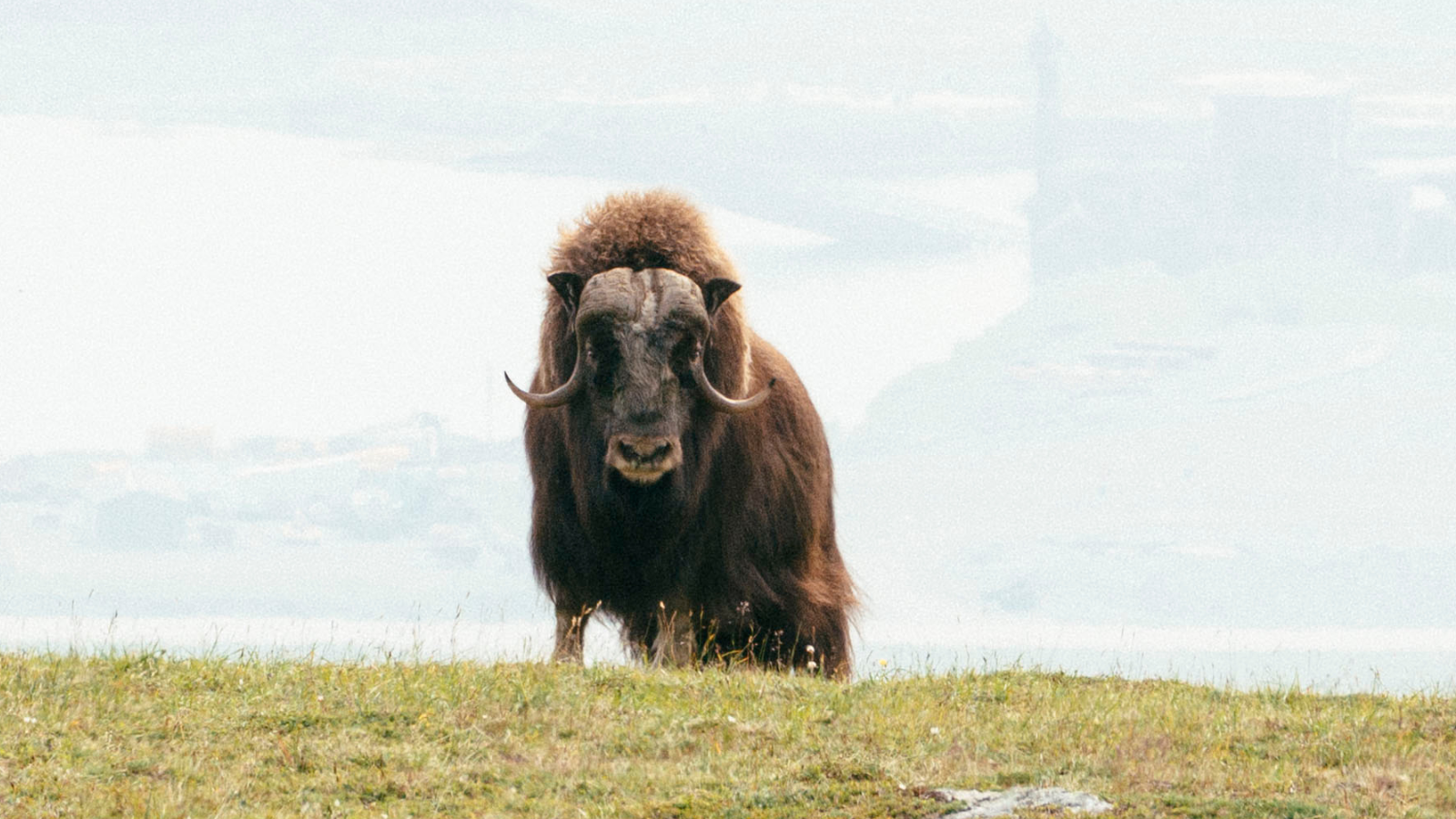 A muskox looking into the camera