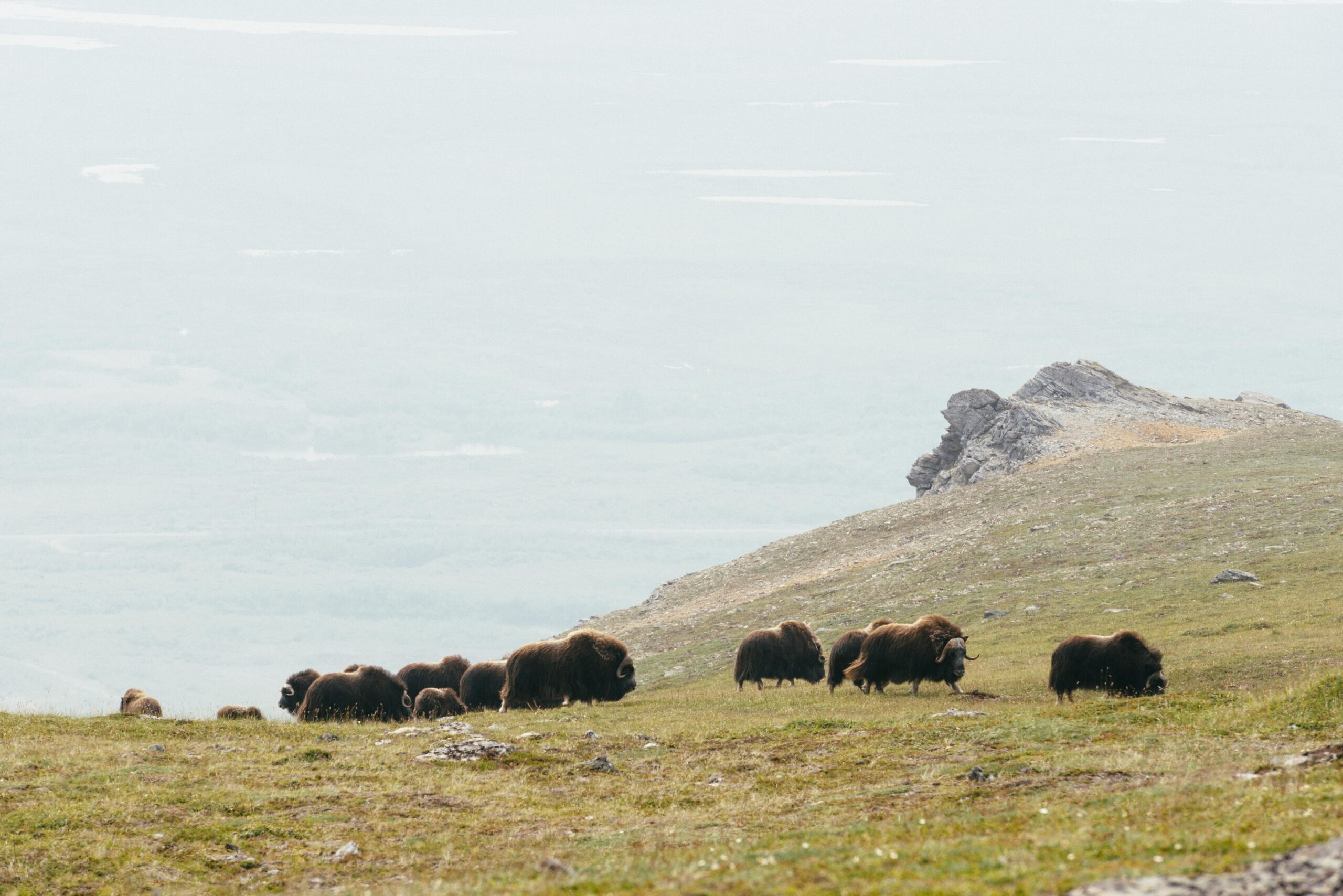 Muskoxen on a hillside in Greenland