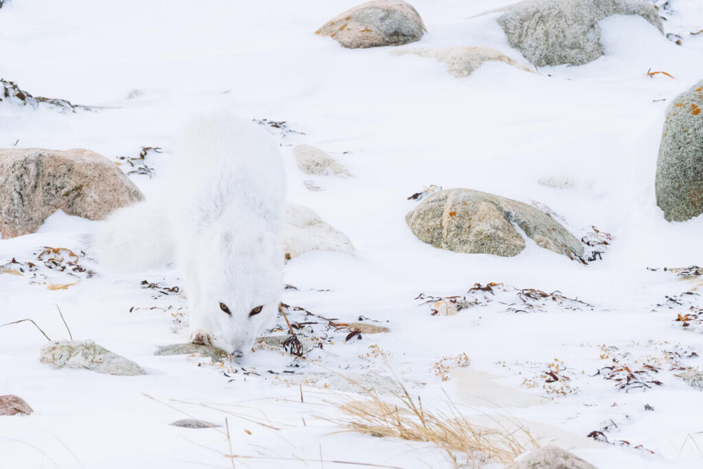 White fox in snowy landscape.