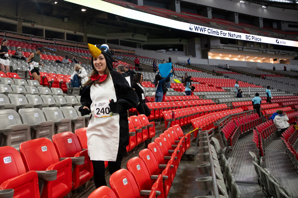 A Climb for Nature participant climbing the stands of BC Place dressed in a penguin costume
