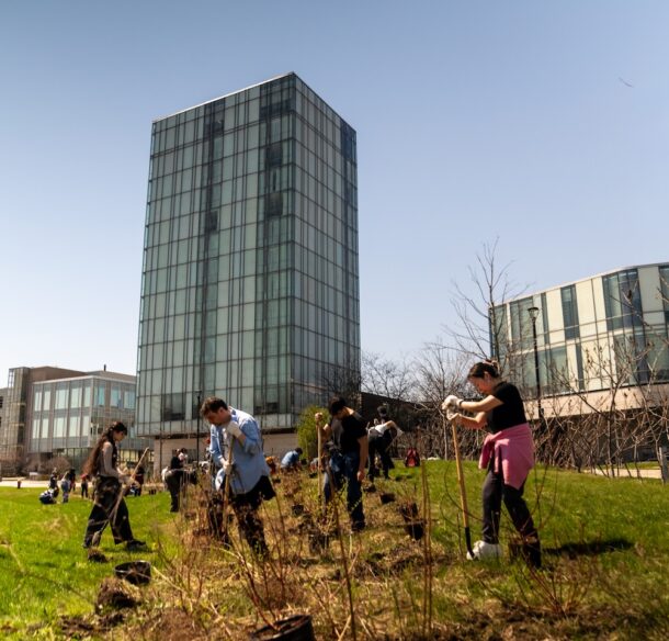 A group of twenty or more young adults using shovels to plant potted saplings in a green space in front of university buildings.