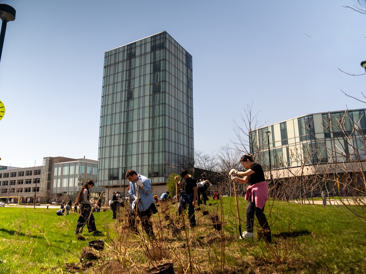 A group of twenty or more young adults using shovels to plant potted saplings in a green space in front of university buildings.
