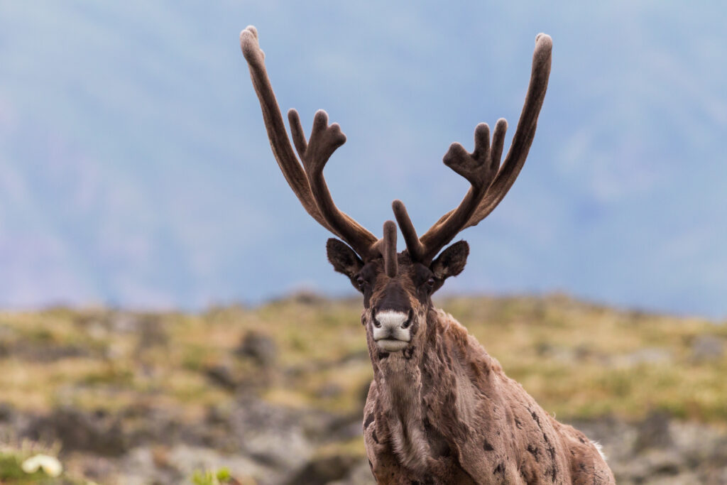 Caribou on the alpine tundra in the Yukon.