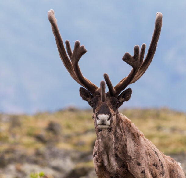 Caribou on the alpine tundra in the Yukon.