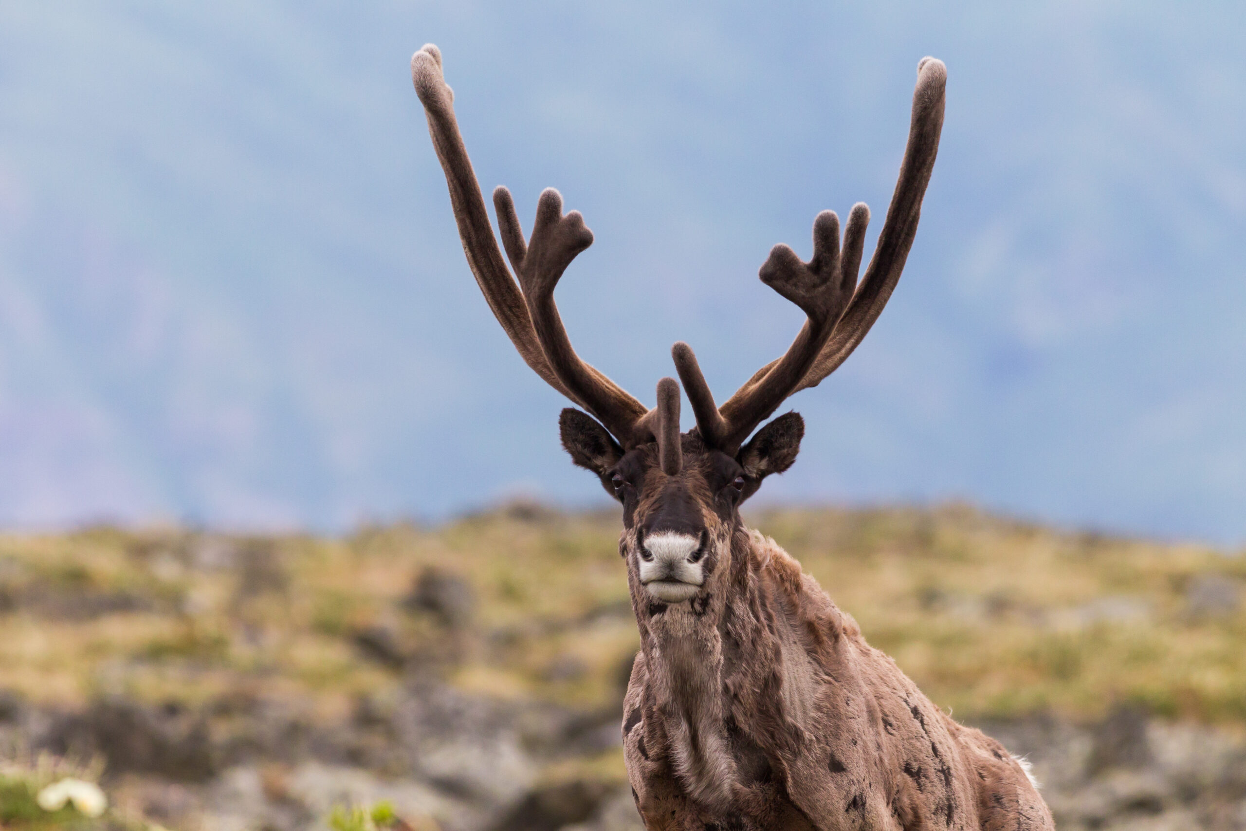 Caribou on the alpine tundra in the Yukon.